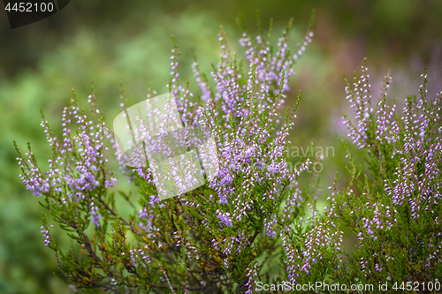 Image of Heather plant in wild nature