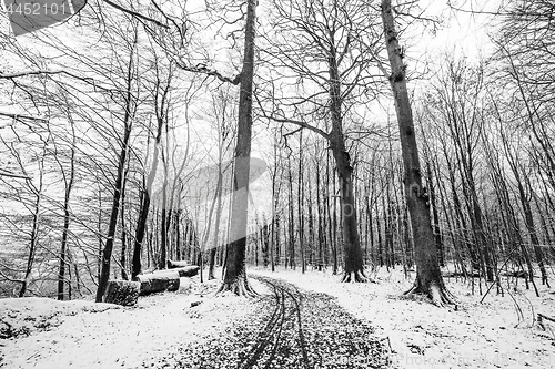 Image of Winter scenery of a forest covered in snow