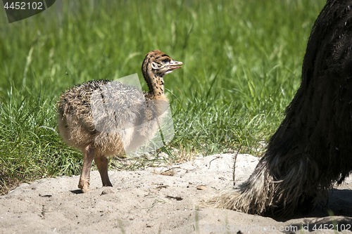 Image of Ostrich youngster in a sand dune