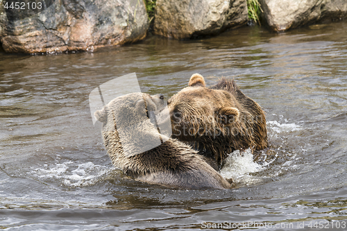 Image of Bears fighting over fish in a river