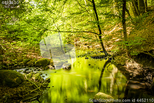 Image of Green forest in the summer reflecting colors