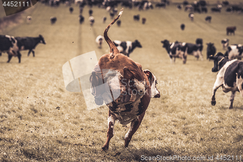 Image of Wild hereford cow jumping and kicking