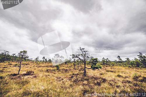 Image of Wilderness landscape with small pine trees