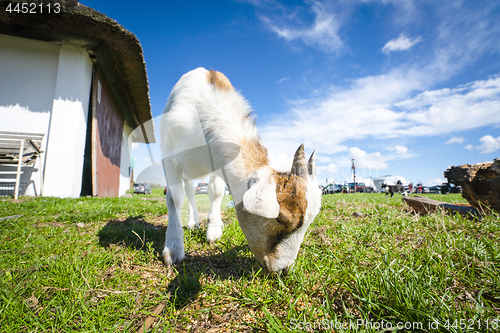 Image of Goat eating grass at a farm in the summer