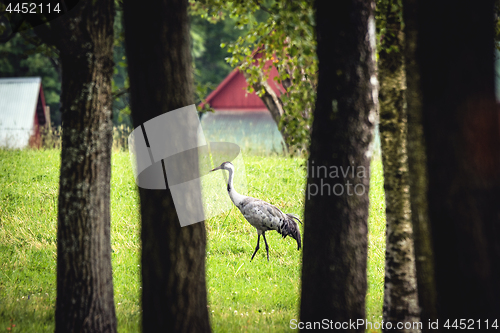 Image of Eurasian crane in a rural environment