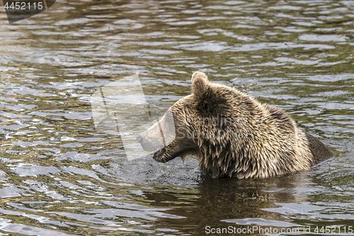 Image of Brown bear hunting for fish in a river