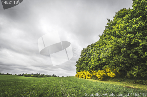 Image of Agriculture landscape with crops on a field