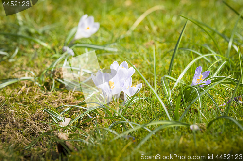 Image of White crocus flowers in the spring sun