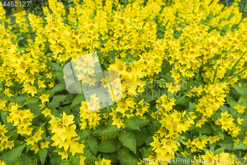 Image of Bunch of yellow flowers in a garden