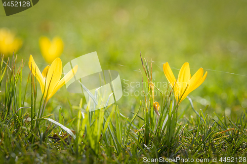 Image of Yellow crocus flowers in the spring in vibrant