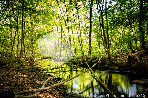 Image of Calm river in a green forest with reflections