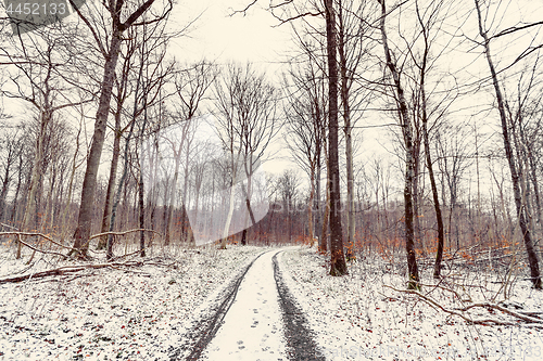 Image of Curvy road in a forest at wintertime