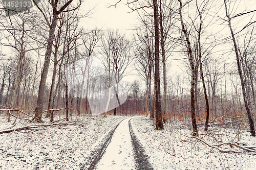 Image of Curvy road in a forest at wintertime