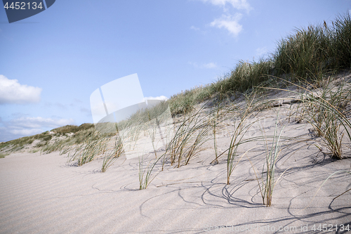 Image of Close-up of lyme grass in danish nature