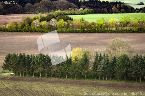 Image of Rural field separated by small pine tree forests