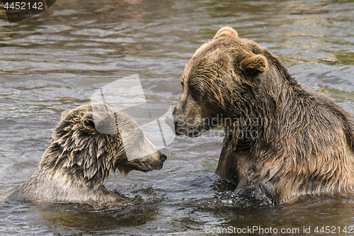 Image of Two bears having a serious conversation