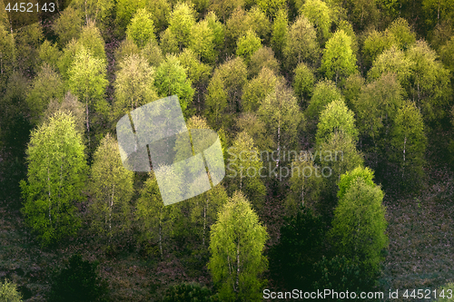 Image of Colorful trees in a forest from above