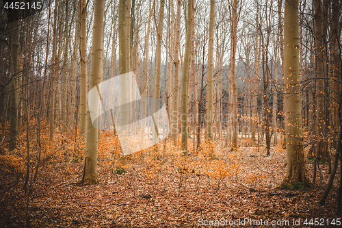 Image of Golden beech trees in a forest