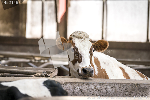 Image of Cow in white and brown colors in a stable