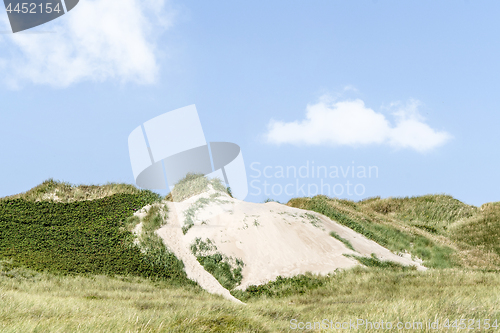 Image of Beach dunes on a Scandinavian coast in the summer