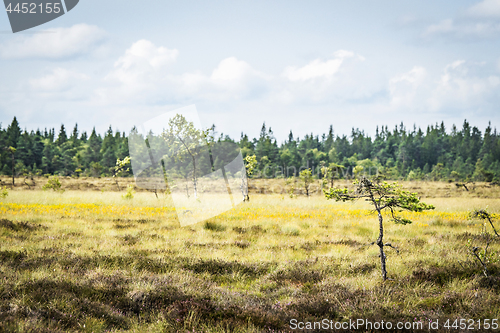 Image of Small pine trees on a dry field with yellow flowers