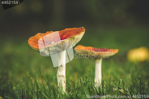 Image of Red mushroom on a green lawn