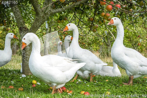 Image of White geese under an apple tree