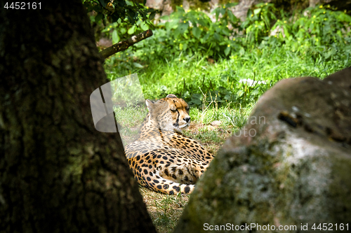 Image of Cheetah rexlaing on green grass behind some trees