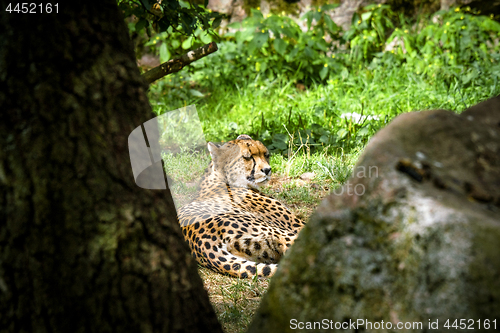 Image of Cheetah rexlaing on green grass behind some trees