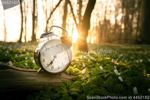 Image of Alarm clock in a forest with many anemone flowers