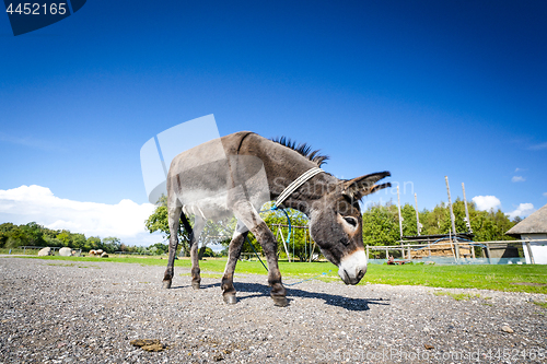 Image of Donkey walking free around in a farm yard