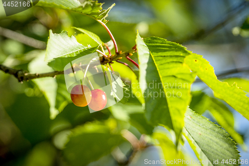 Image of Couple of cherry berries hanging on a green tree