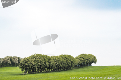 Image of Crops on a field with trees on a row