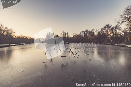 Image of Gulls flying over a frozen lake in the winter