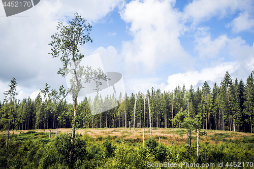 Image of Wilderness with tall pine trees