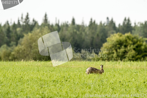 Image of Hare on a green meadow in the spring