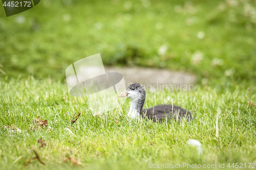 Image of Coot chicken relaxing in the green grass