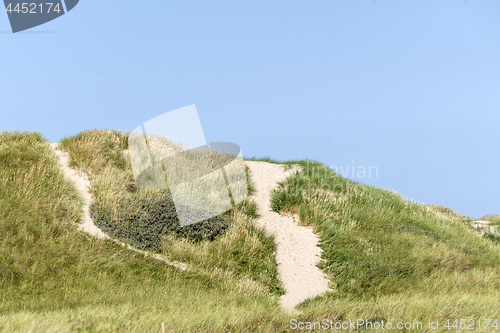 Image of Sand dune in Denmark covered with green lyme