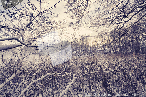 Image of Frozen branches in a forest with frost