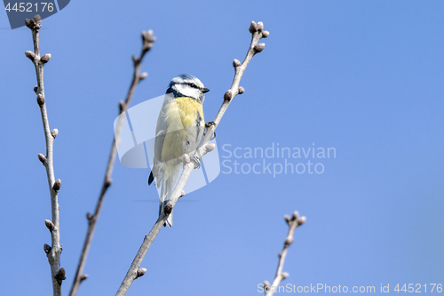 Image of Blue tit bird hanging on to a small twig