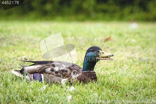 Image of Male duck relaxing in the sun on green grass