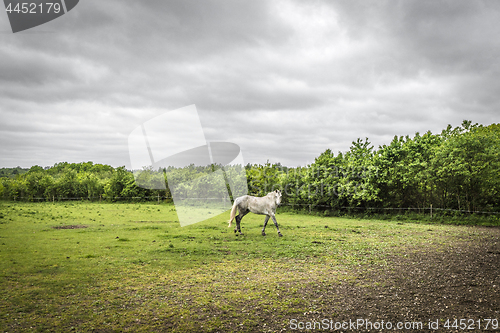 Image of White horse walking on a field with a fence