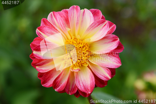 Image of Dahlia with yellow centre and petals with deep pink edges