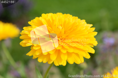 Image of Bright yellow petals of a calendula flower 