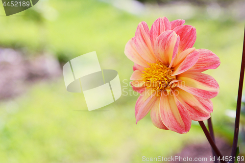 Image of Pretty dahlia flower with pink-tipped petals