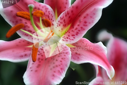 Image of Lily