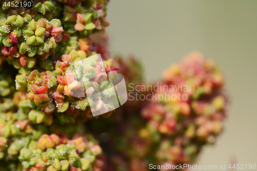 Image of Red quinoa grains ripening on the plant