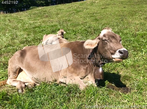 Image of Swiss Brown milk cows in a pasture on Pfaender Mountain