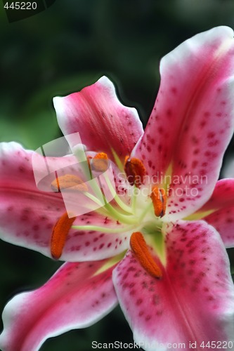 Image of Lily