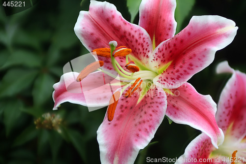 Image of Lily